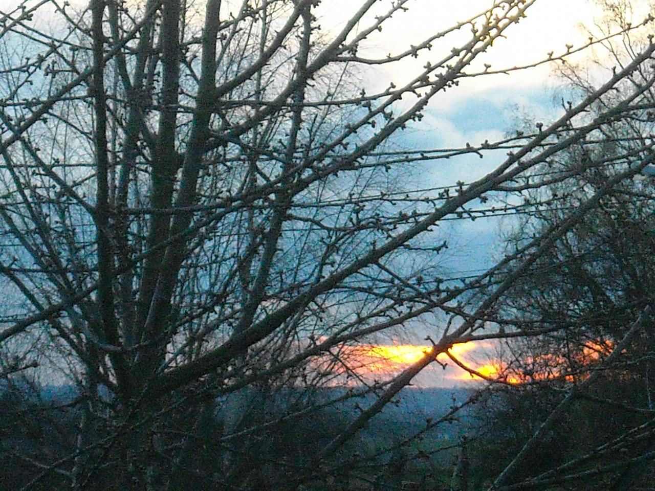 COUCHER DE SOLEIL DANS ARBRE (ESTINNES)